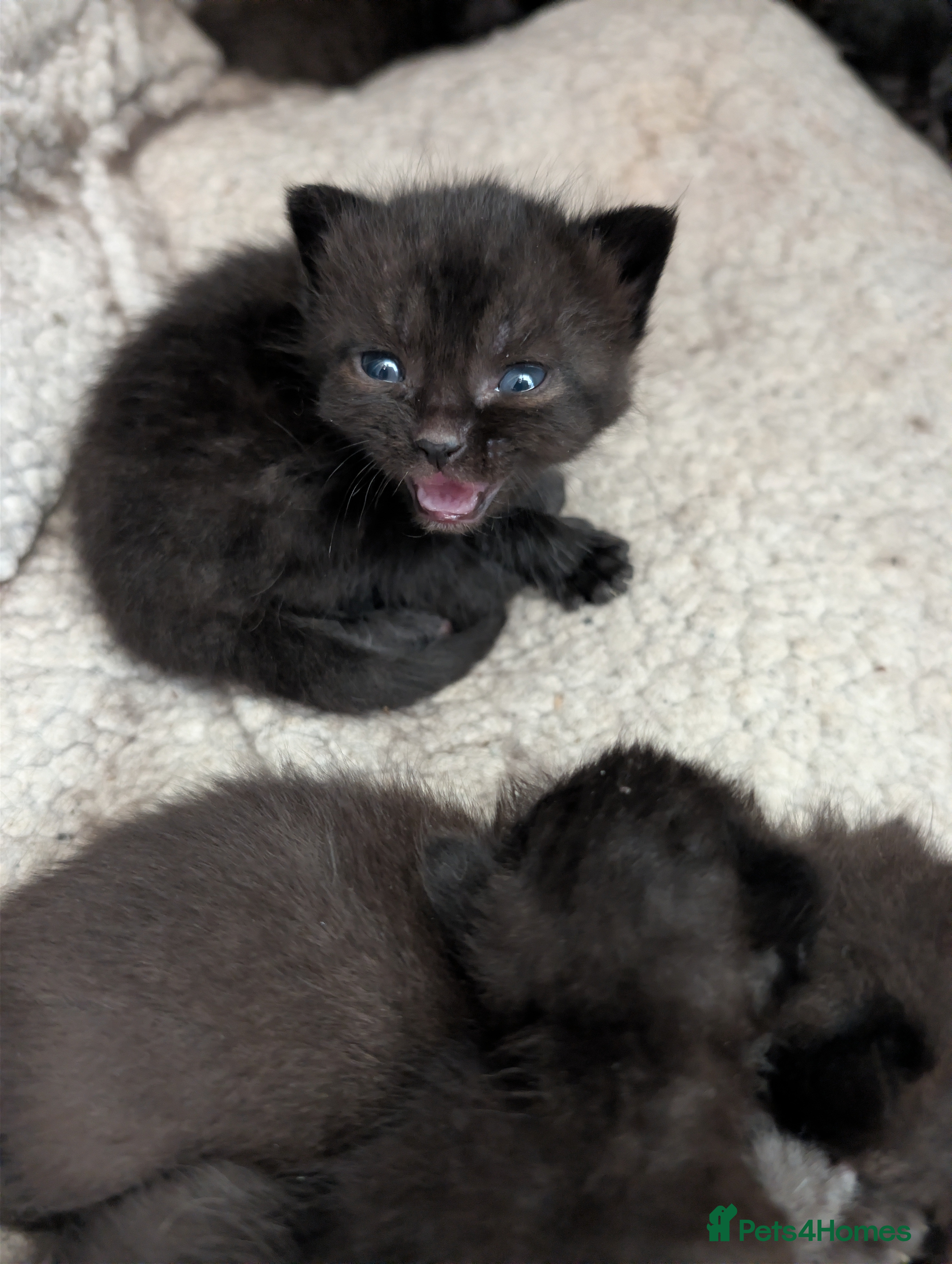 Mixed Breed cats Beautiful Chantilly-Tiffany x British Shorthair. - Advert 2