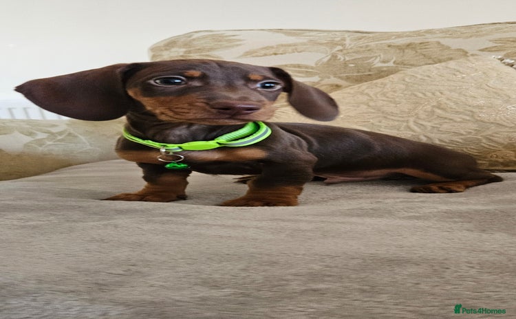 Dachshund dogs - Advert 15