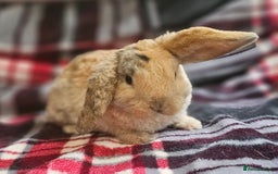 Mini Lop rabbits for sale: MINI PLUSH LOP - LAST BABY TO RESERVE - Image 8