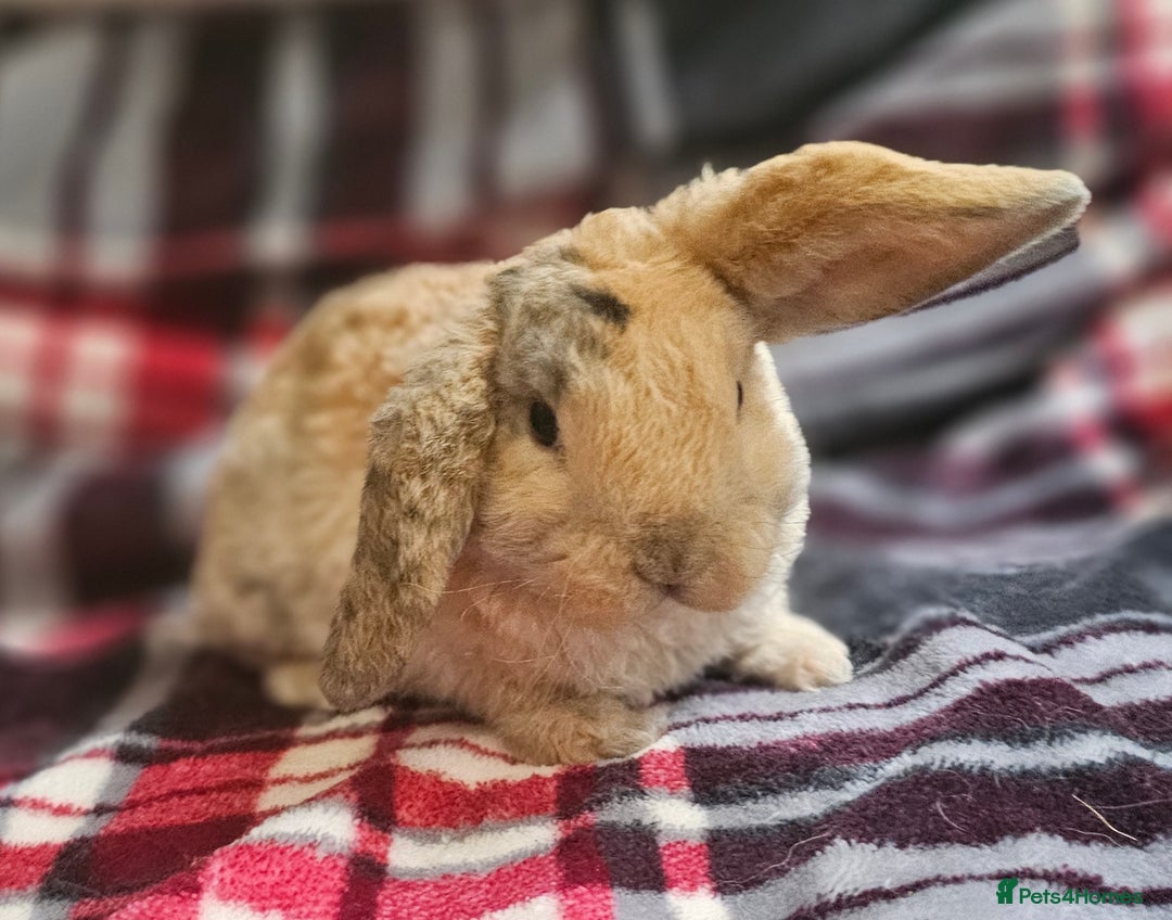 Mini Lop rabbits for sale: MINI PLUSH LOP - LAST BABY TO RESERVE - Image 8