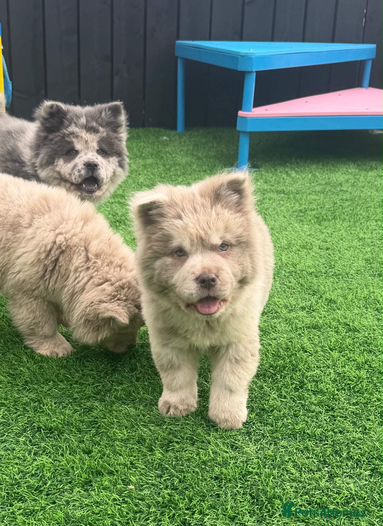 Chow Chow dogs Exotic colour pure chow chow puppies for sale  - Advert 2