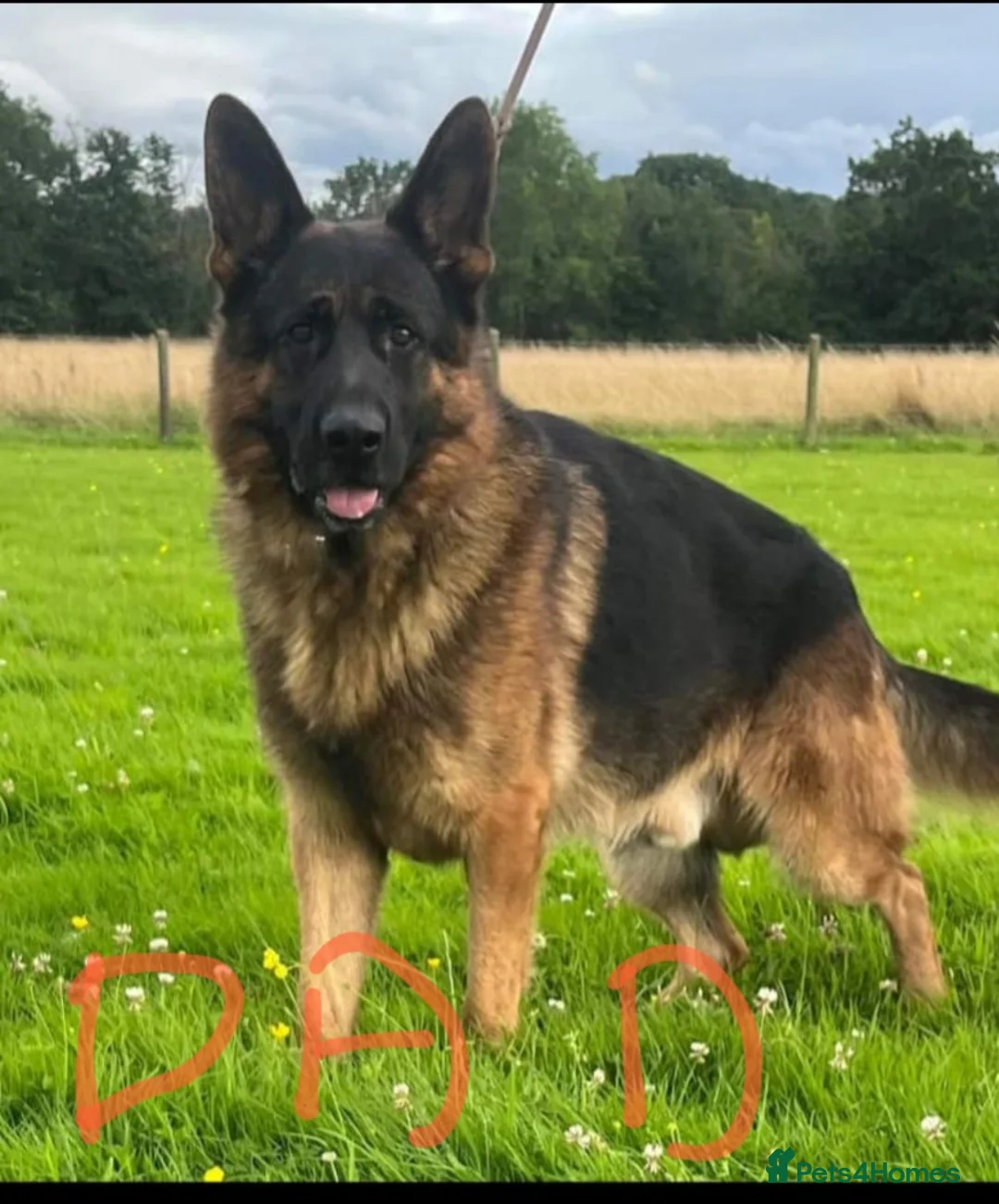 German Shepherd dogs for sale: 4 generation German shepard - Advert 2