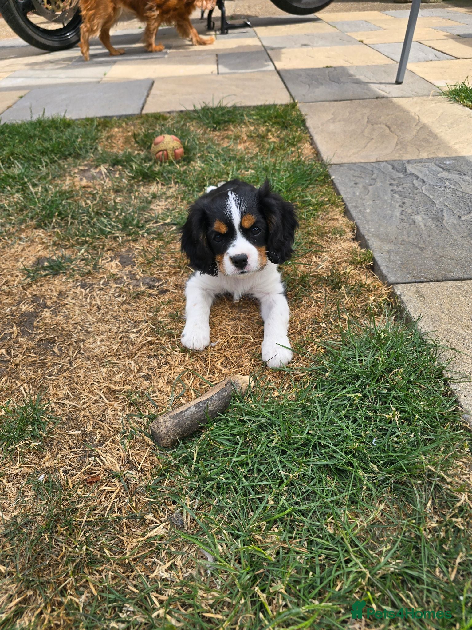 Cavalier King Charles Spaniel dogs KC CAVALIER KING CHARLES TRI GIRL AVAILABLE  - Advert 2