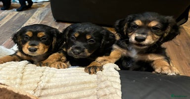 Cocker Spaniel dogs Stunning kc working cocker spaniels - Advert 16