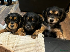 Cocker Spaniel dogs Stunning kc working cocker spaniels - Advert 16