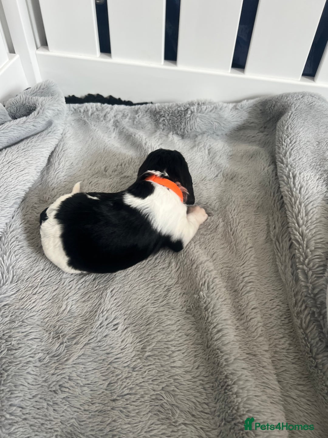 Sprocker dogs for sale: Sprocker Spaniel Puppies - Image 26