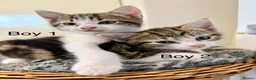 Domestic Shorthair cats for sale: 🐾✨ BEAUTIFUL RARE CALICO/TIGER PATTERN BOYS ✨🐾 - Advert 1