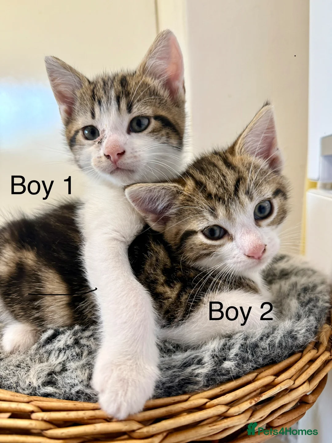 Domestic Shorthair cats for sale: 🐾✨ BEAUTIFUL RARE CALICO/TIGER PATTERN BOYS ✨🐾 - Advert 1