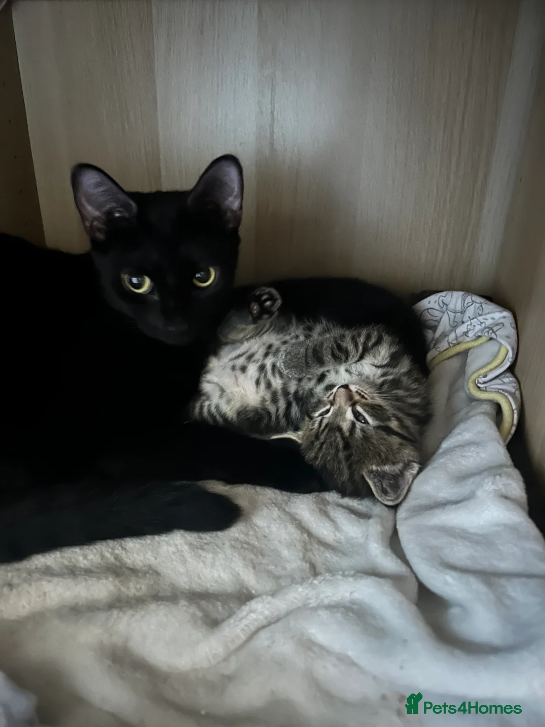 Mixed Breed cats for sale: Beautiful kittens  - Advert 20