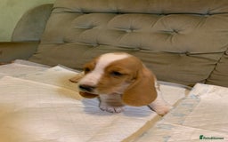 Basset Hound dogs for sale: Basset Hound Puppies - Image 21