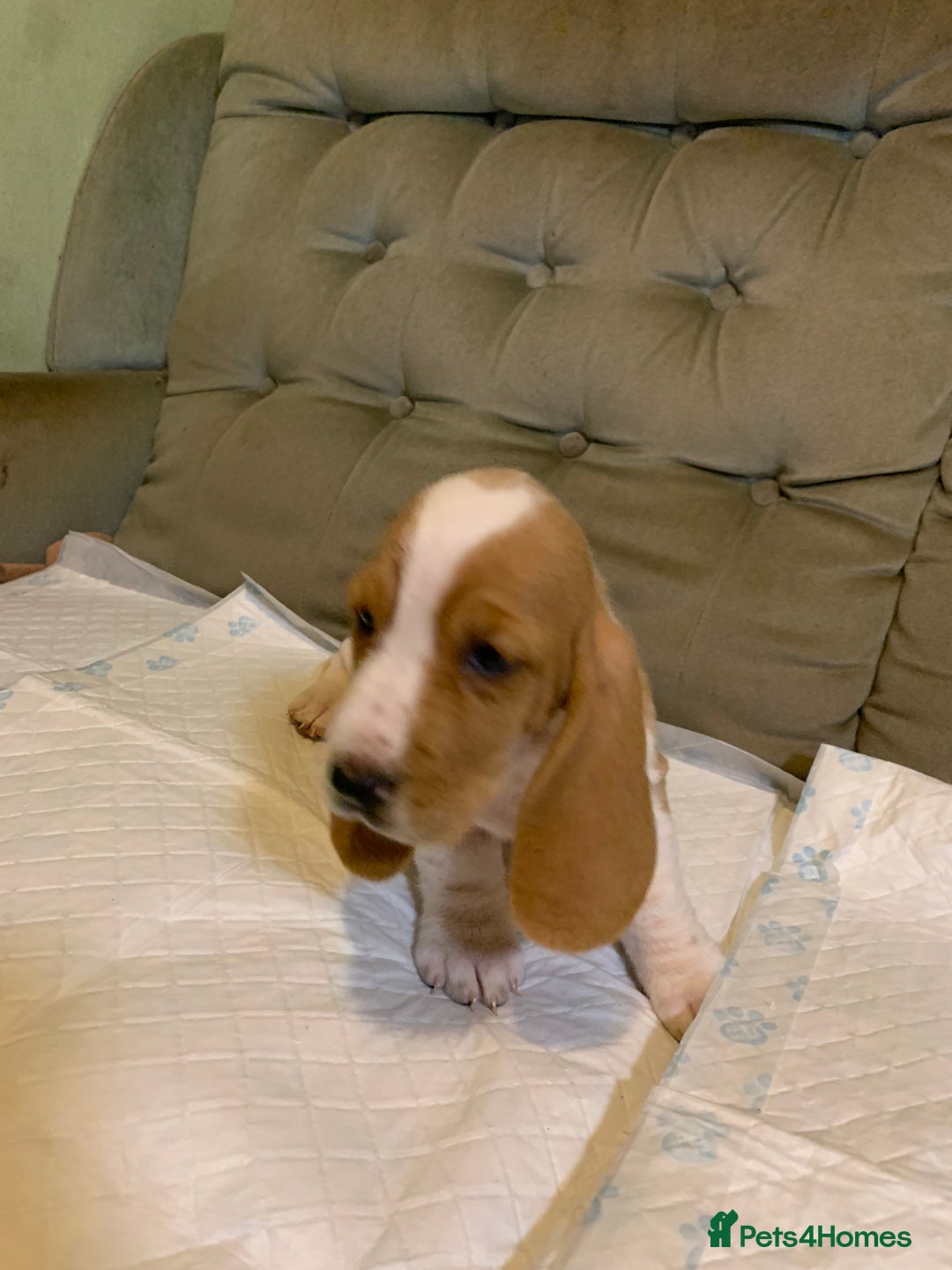 Basset Hound dogs for sale: Basset Hound Puppies - Image 21