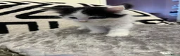 Mixed Breed cats for sale: Mixed kittens  - Advert 35