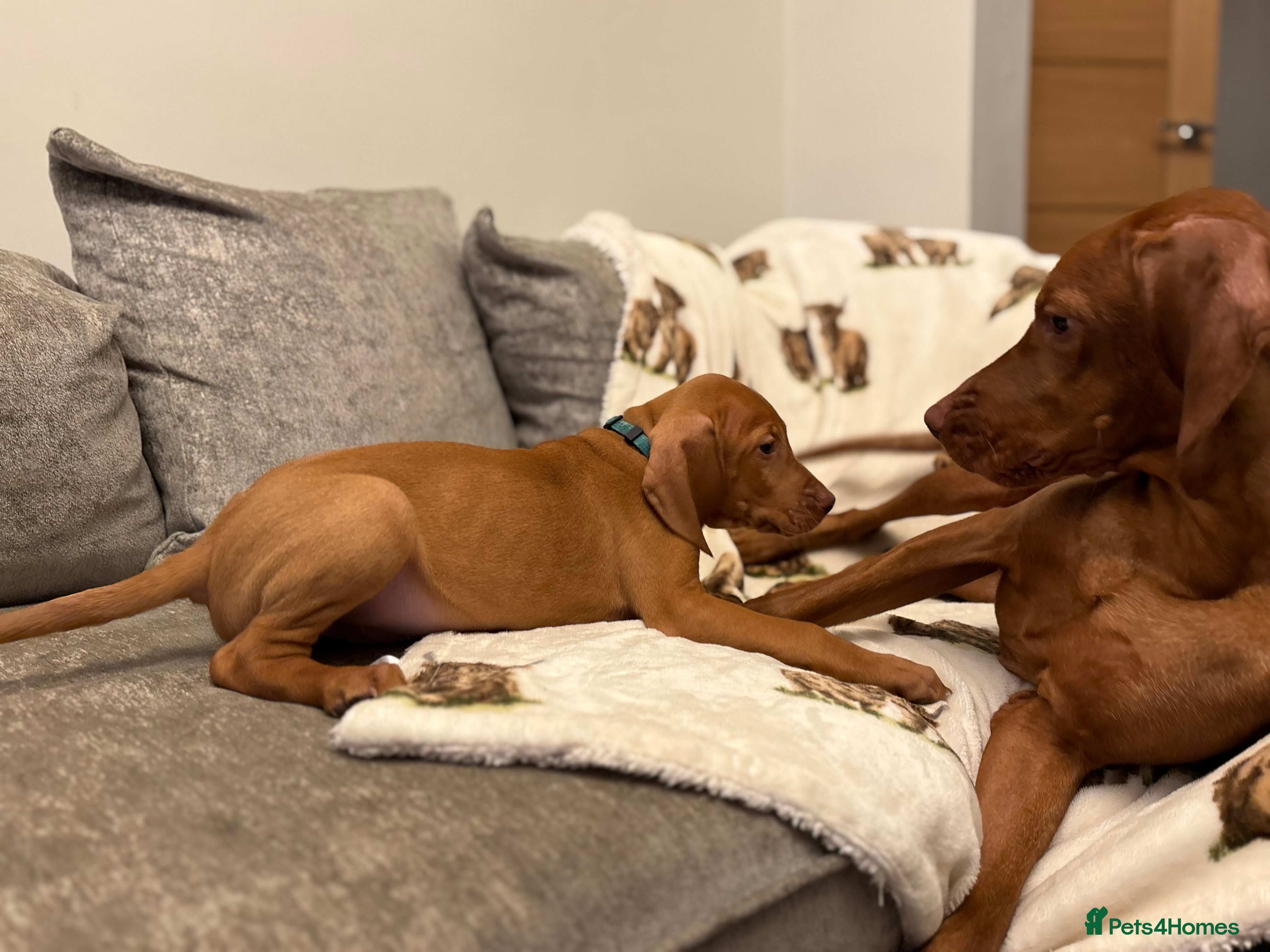 Hungarian Vizsla dogs Ready to leave KC Registered Vizsla Puppy  - Advert 1