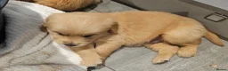 Golden Retriever dogs for sale: Golden retriever champion bloodline puppies. - Advert 10