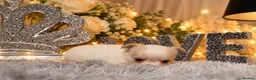 Chihuahua dogs for sale: Exclusive KC reg long coat Chihuahua boys  - Advert 15