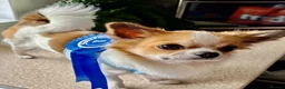 Chihuahua dogs for stud: Chihuahua Long haired in Bishop Auckland - Advert 3