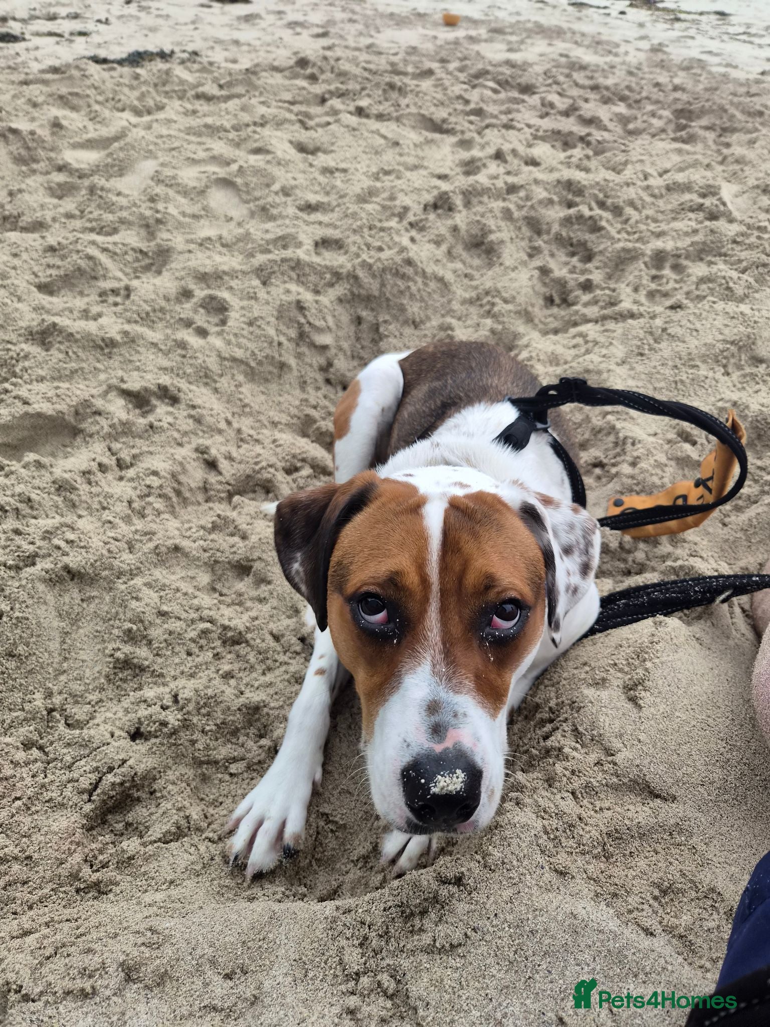 Mixed Breed dogs Rosie - Advert 1
