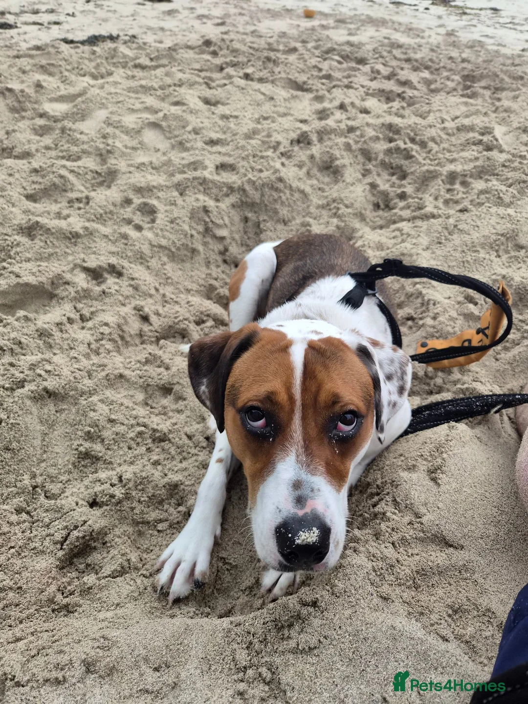 Mixed Breed dogs for sale: Rosie in Coatbridge - Advert 1