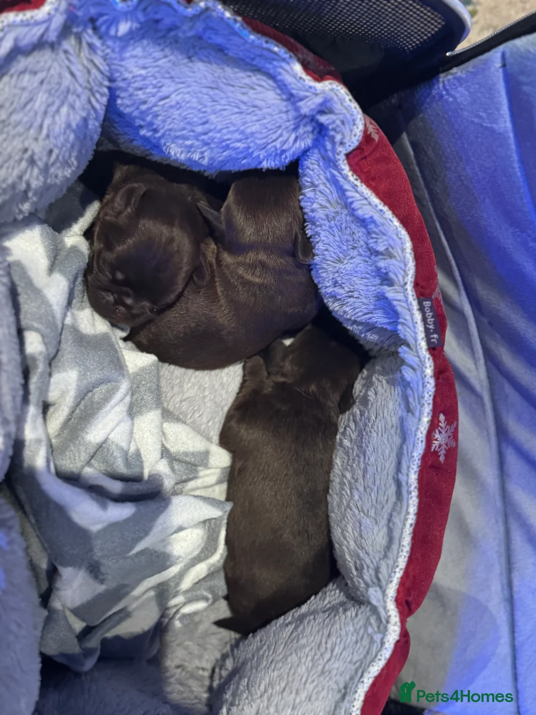 Griffon Bruxellois dogs for sale: Gorgeous Griffon Puppies  - Advert 10