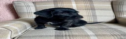 Jackapoo dogs for sale: Jackapoo puppies - Advert 4