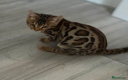 Bengal cats for sale: Bengals kitten  - Advert 2