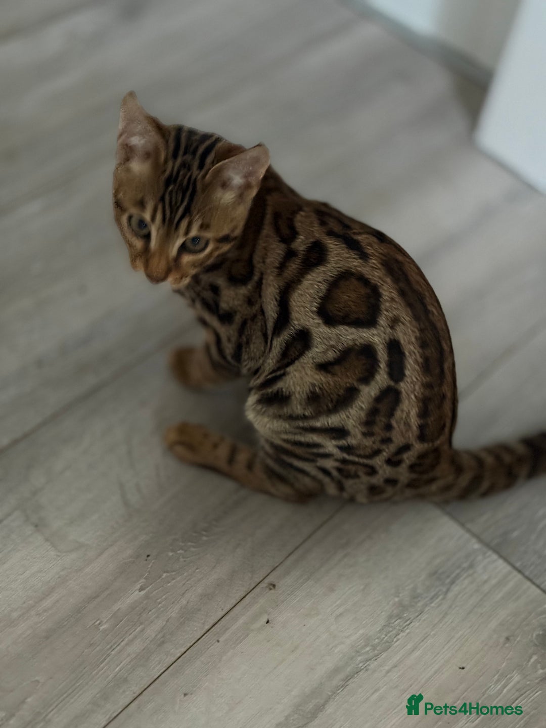 Bengal cats for sale: Bengals kitten  - Advert 2