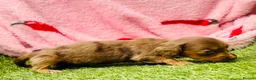 Miniature Dachshund dogs for sale: Long haired miniature dachshund puppies - Advert 17