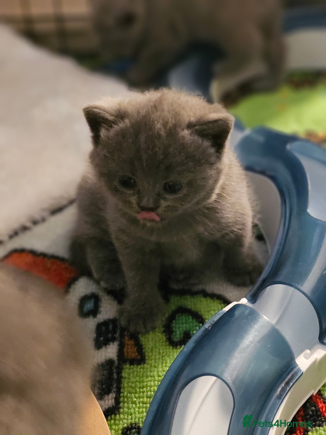 British Shorthair cats for sale: British Shorthair Kittens (GCCF) - Advert 2