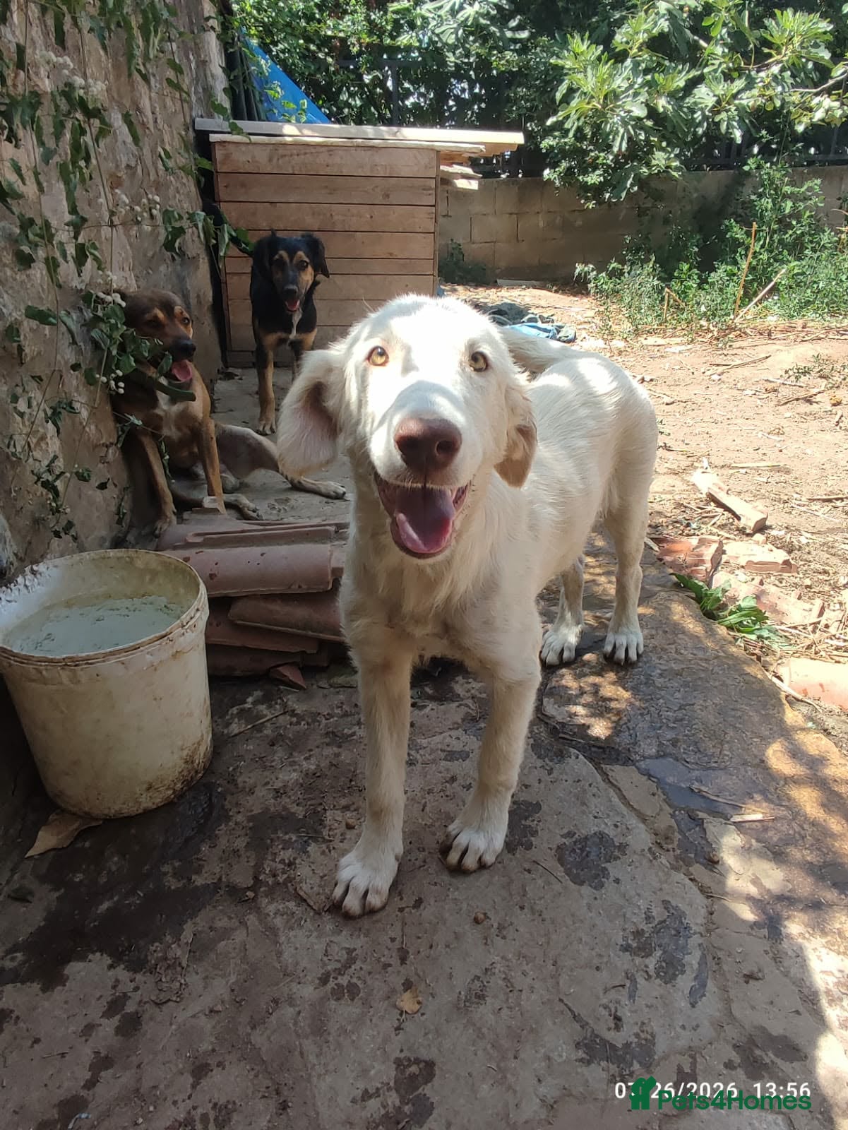 Mixed Breed dogs Belce is a five month old Macedonian Rescue - Advert 7
