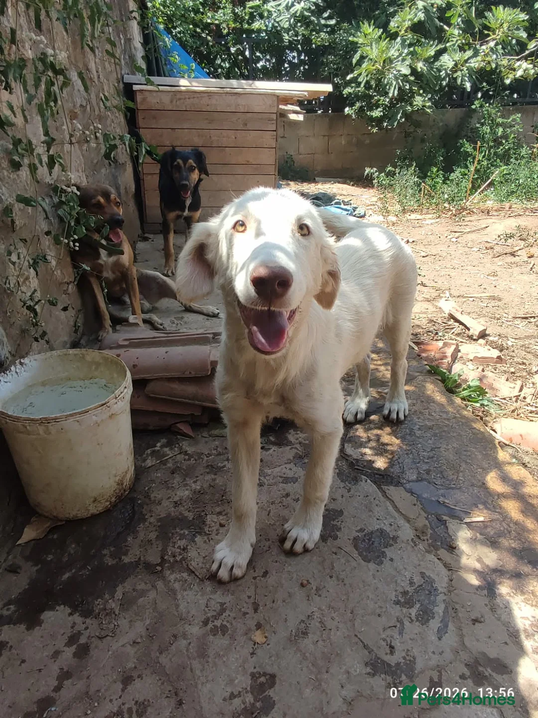 Mixed Breed dogs for adoption: Belce is a five month old Macedonian Rescue - Advert 1
