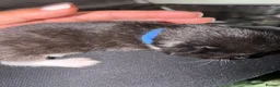British Shorthair cats for sale: BEAUTIFUL CUTE KITTENS delivery available ! - Advert 21