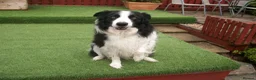 Border Collie dogs for stud: SARJ gorgeous boy in Dalry - Advert 3