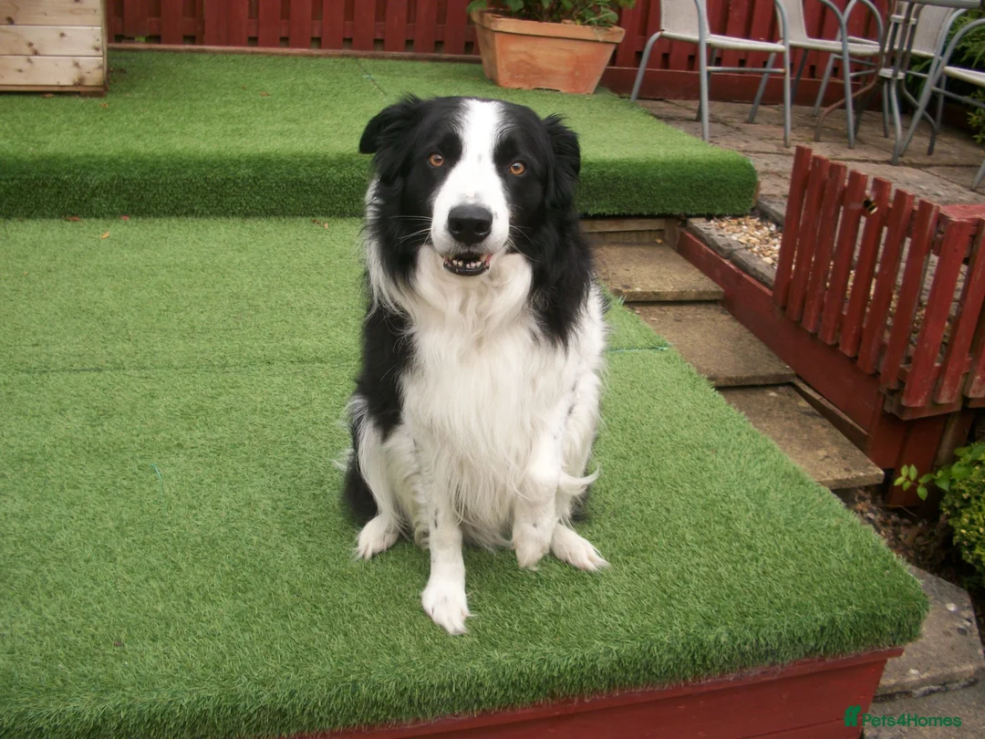 Border Collie dogs for stud: SARJ gorgeous boy in Dalry - Advert 3