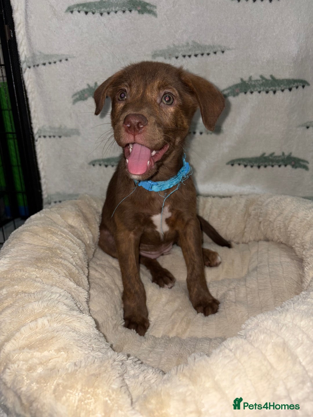 Mixed Breed dogs for sale: 6 Beautiful Fur Babies - Image 13