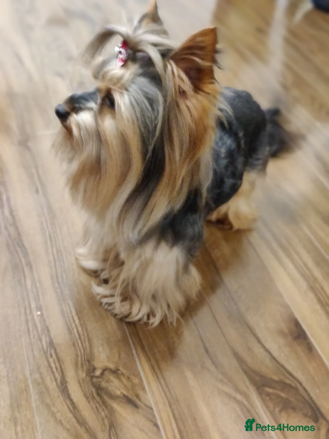 Yorkshire Terrier dogs for stud: Pedigree Yorkshire terrier for stud in Hull - Advert 9