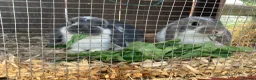 Mini Lop rabbits for sale: rabbit babies for sale in Swansea - Advert 4