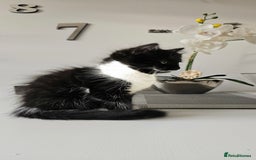 Mixed Breed cats for sale: 2 outstanding beauty girls  - Image 18