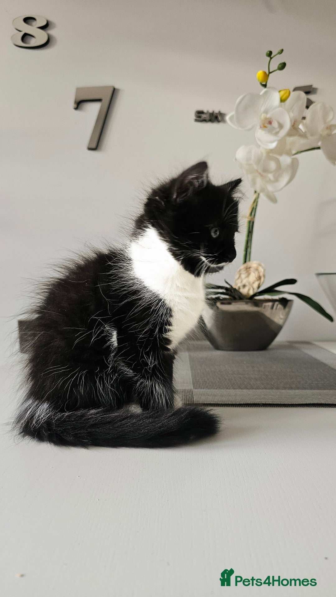 Mixed Breed cats for sale: 2 outstanding beauty girls  - Image 18