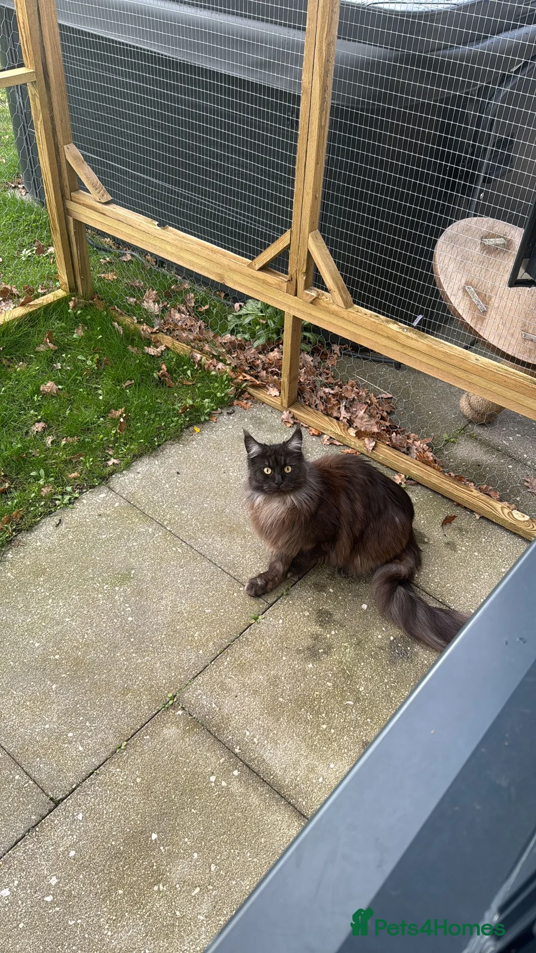 Maine Coon cats for sale: Maine Coon girl for sale - Advert 3