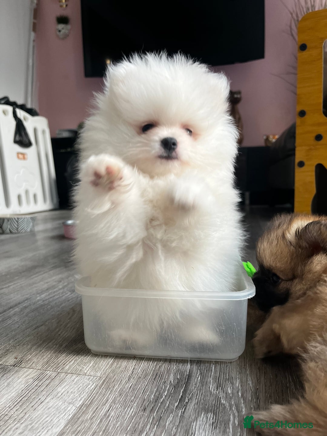 Pomeranian dogs for sale: Tiny Pomeranian Girl Puppy READY NOW - Image 8