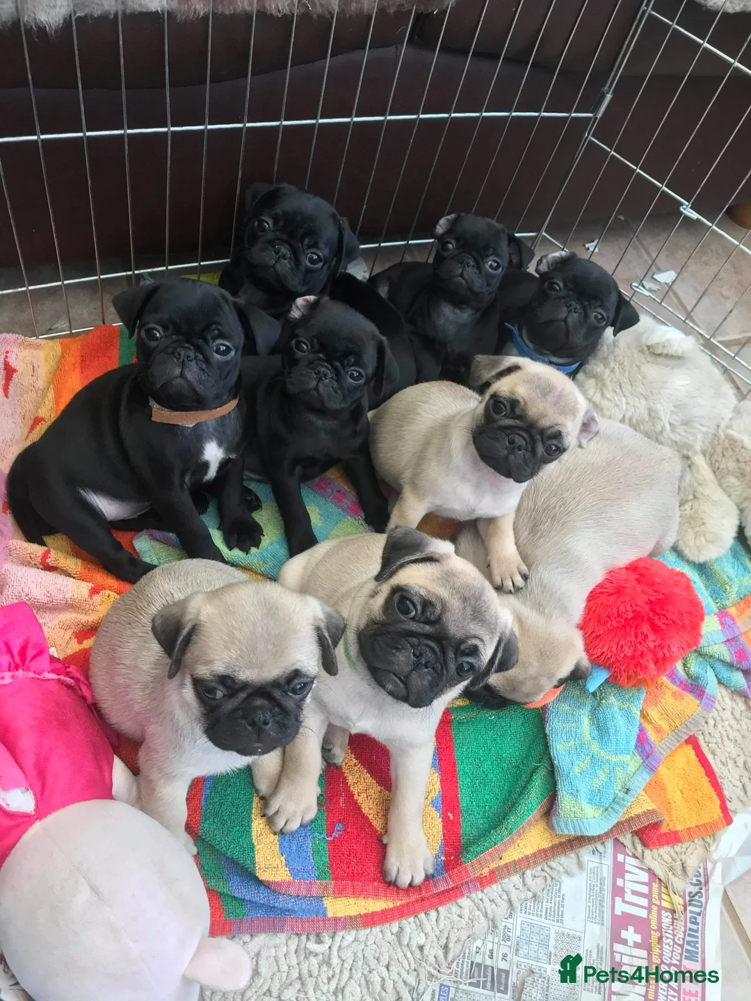 Pug dogs for stud: fawn pug stud  in Brighton - Advert 5