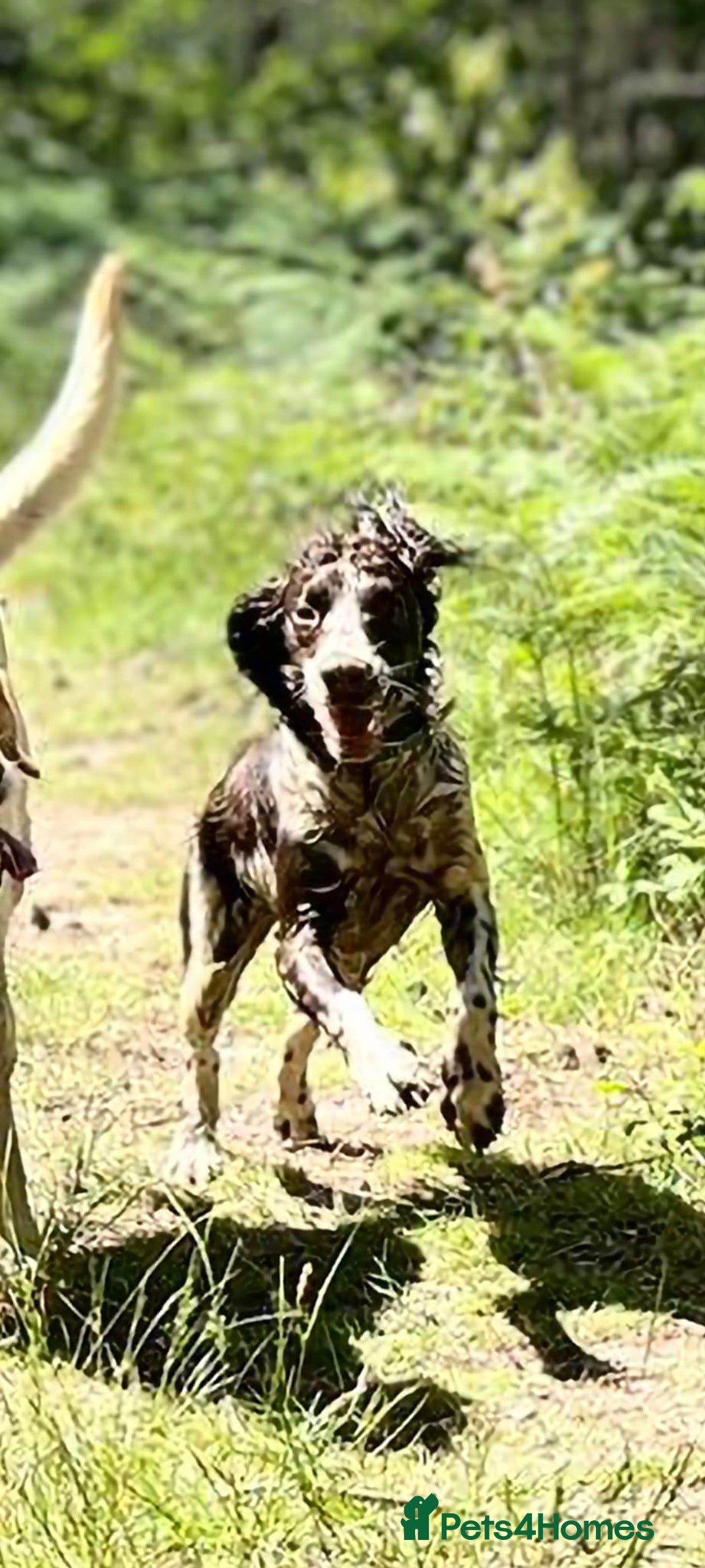 English Springer Spaniel dogs for sale: English Springer Spaniel/Pont-Audemer spaniel - Advert 2