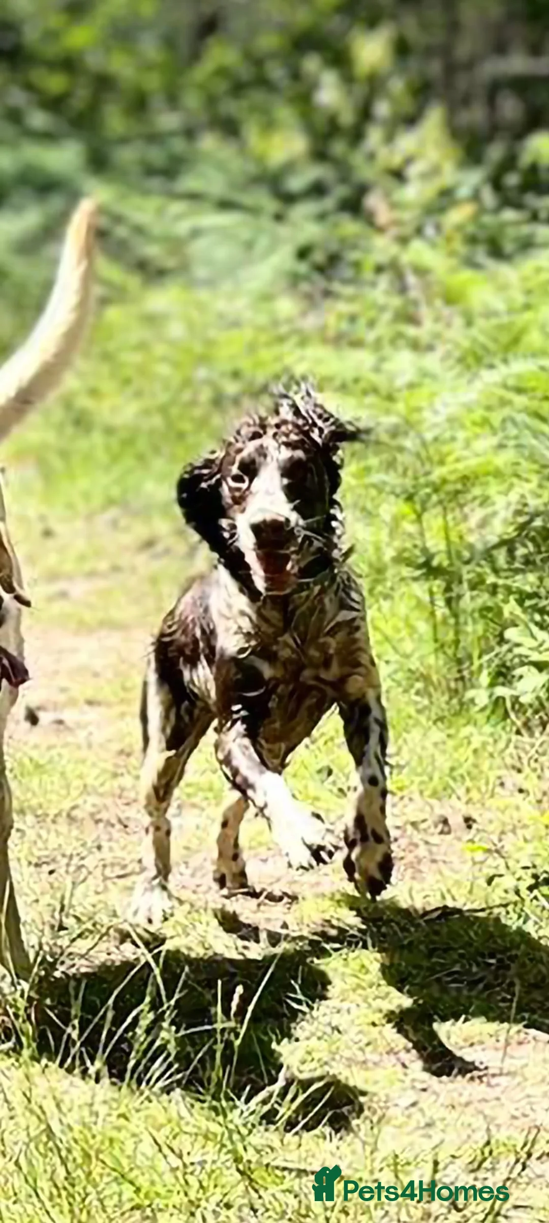 English Springer Spaniel dogs for sale: English Springer Spaniel/Pont-Audemer spaniel - Advert 2