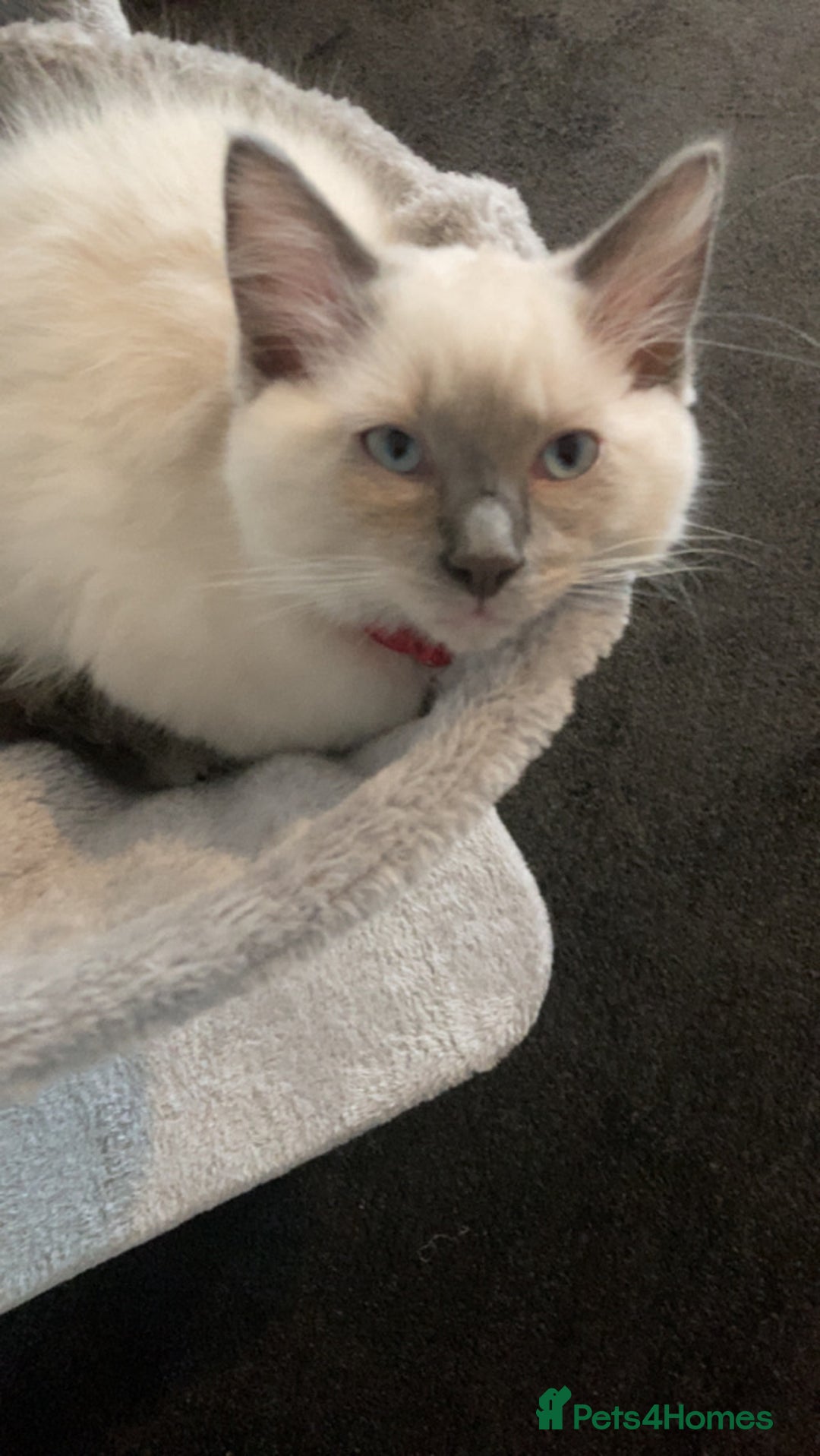 Ragdoll cats for sale:  Ragdoll kittens. 1 girl. 1 boy  - Image 4