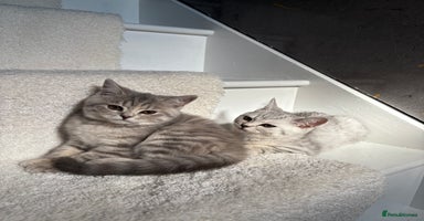 Scottish Fold cats - Advert 14