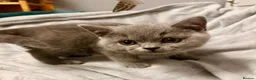 British Shorthair cats for sale: Chunky Pedigree British Shorthair Kittens - Advert 12