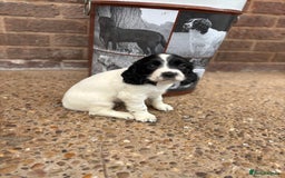 English Springer Spaniel dogs for sale: English springer spaniel working puppies  - Image 6
