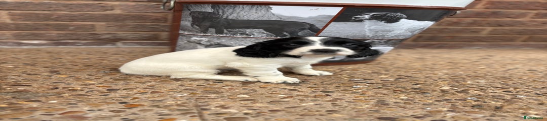 English Springer Spaniel Puppy 3