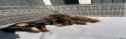 Dachshund dogs for sale: Dachshund for sale  in Cambridge - Advert 3