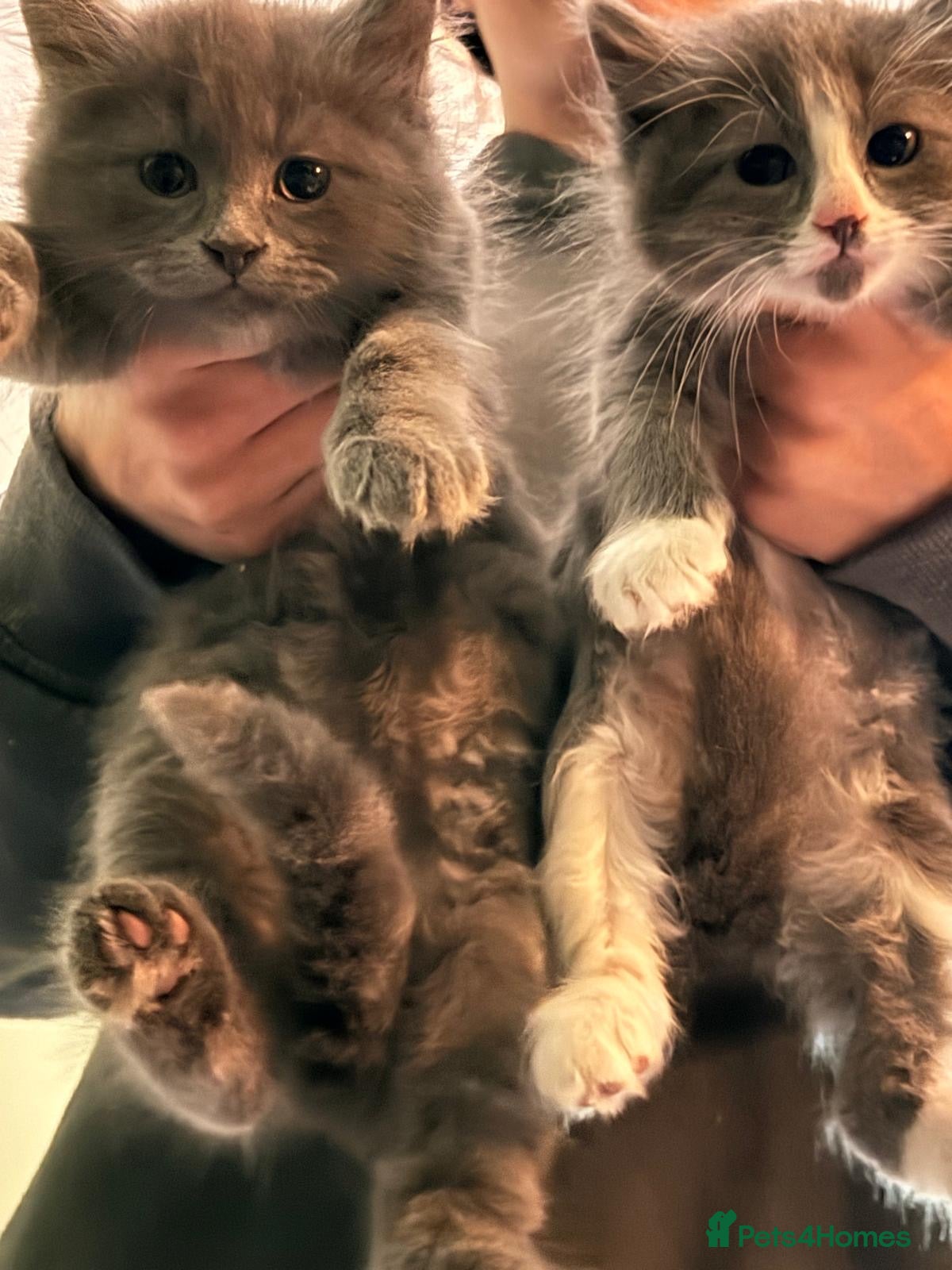 Mixed Breed cats British blue short hair cross kittens - Advert 1